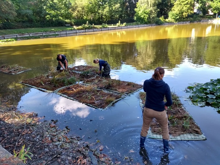 Stadtnatur-RangerInnen unterstützten das Umwelt- und Naturschutzamt dabei, schwimmende Röhrichtinseln in den Wilhelmsruher See einzubringen. (Foto: Bezirksamt Pankow)