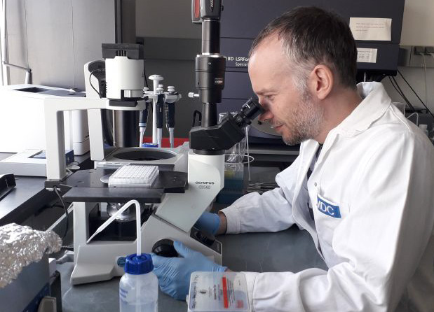 Für die anschließende Transkriptomanalyse kontrolliert Alexander Mildner Monozyten unter dem Mikroskop. (Foto: Alexander Mildner, MDC)