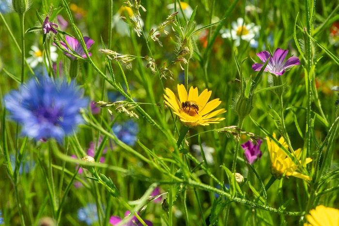 Wildblumenwiese auf dem Campus Berlin-Buch (Foto: David Ausserhofer/Campus Berlin-Buch GmbH
