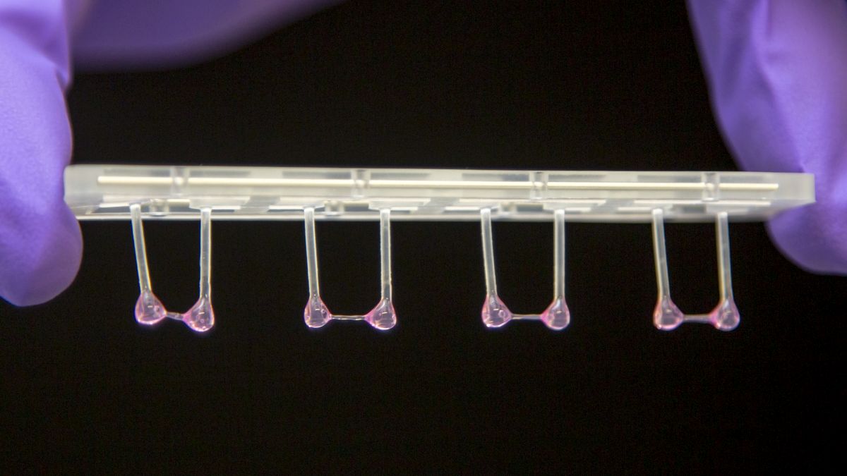 Künstliches Herzgewebe kann gegen einen Widerstand kontrahieren und entspannen (Foto: Michael Gotthardt, MDC)