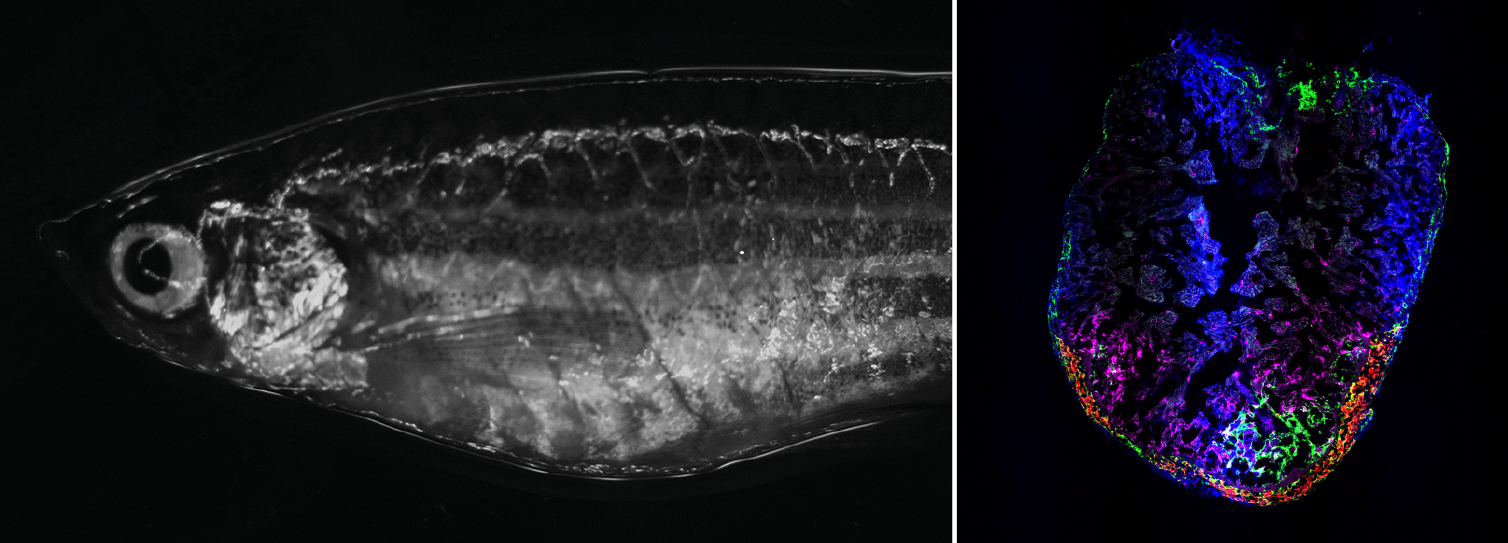 Bild: AG Panáková, MDC