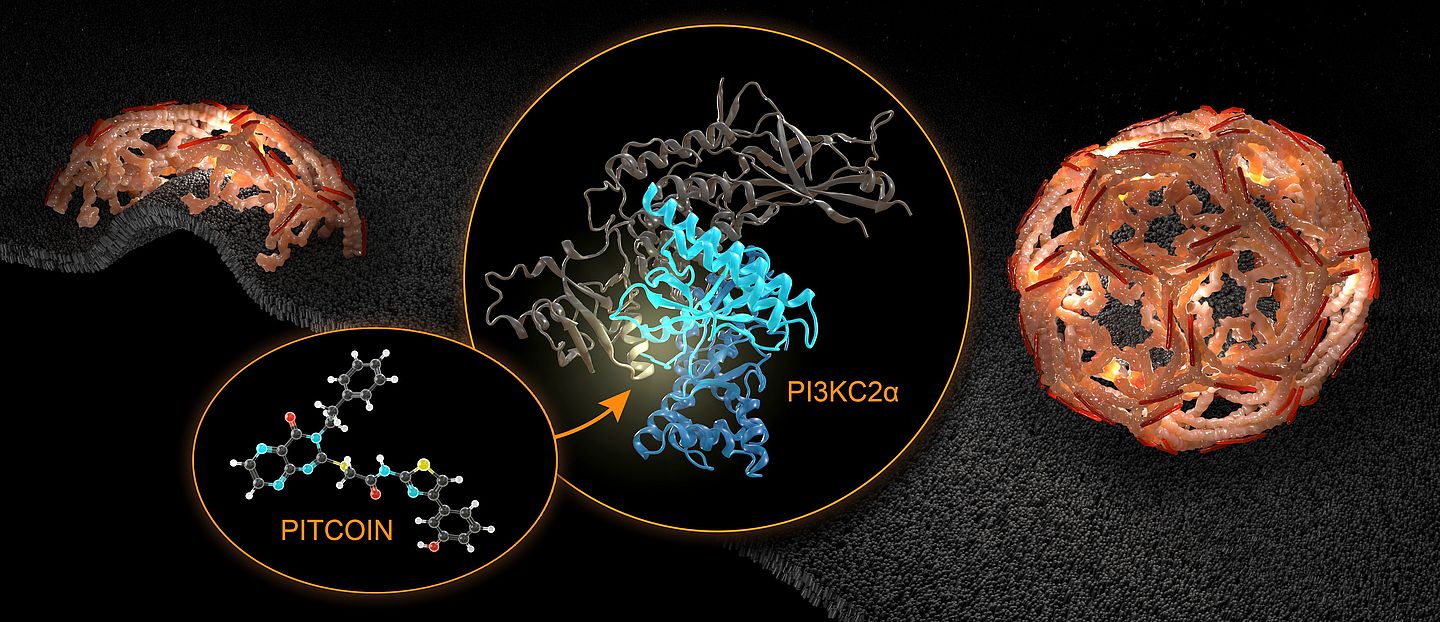 Visualisierung: Barth van Rossum