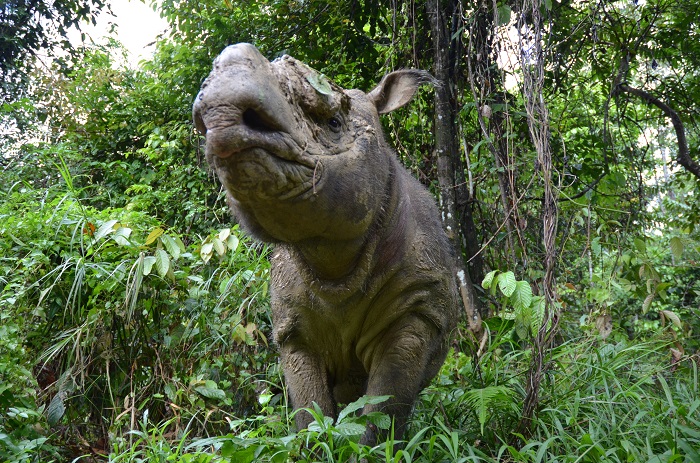 Sumatra-Nashorn Kertam auf der Insel Borneo. Foto: Ben Jastram, Leibniz-IZW