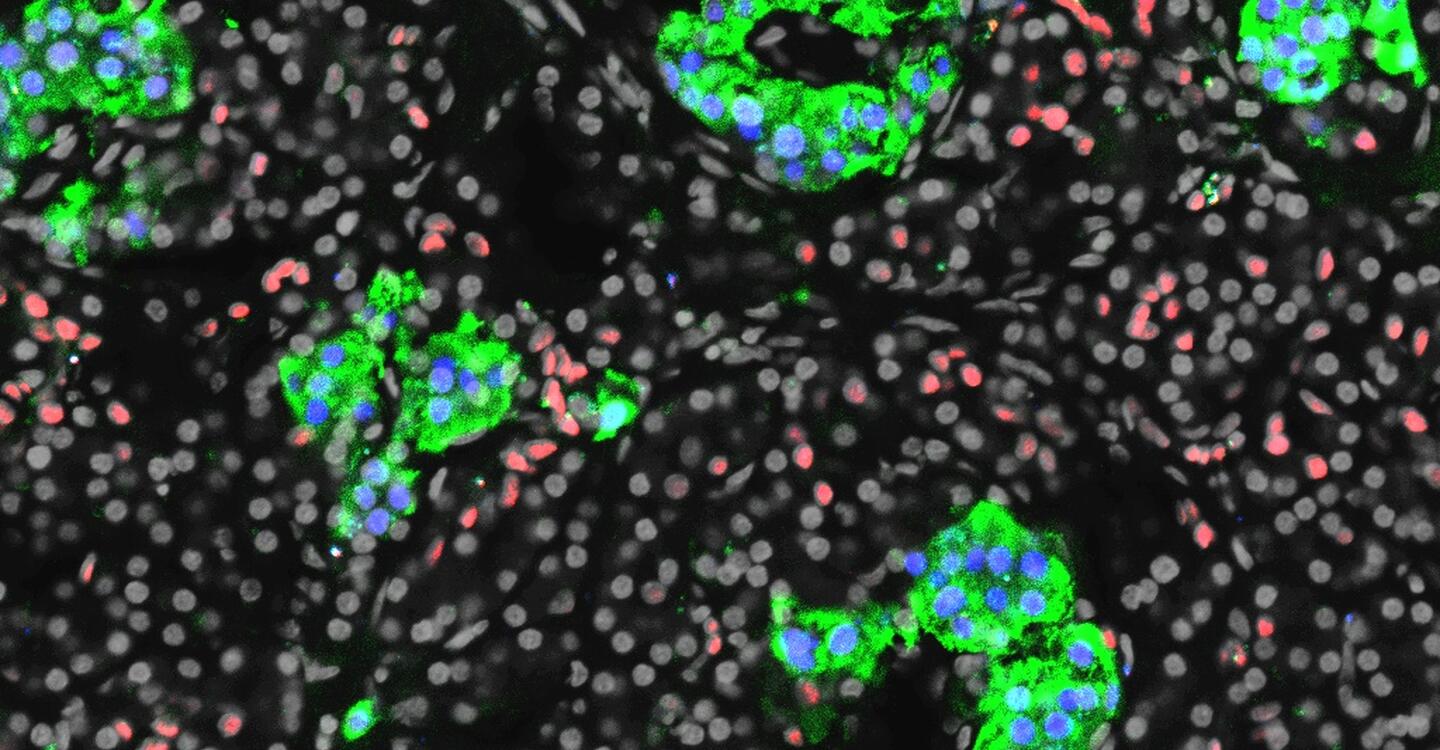 © Sander Lab, Max Delbrück Center