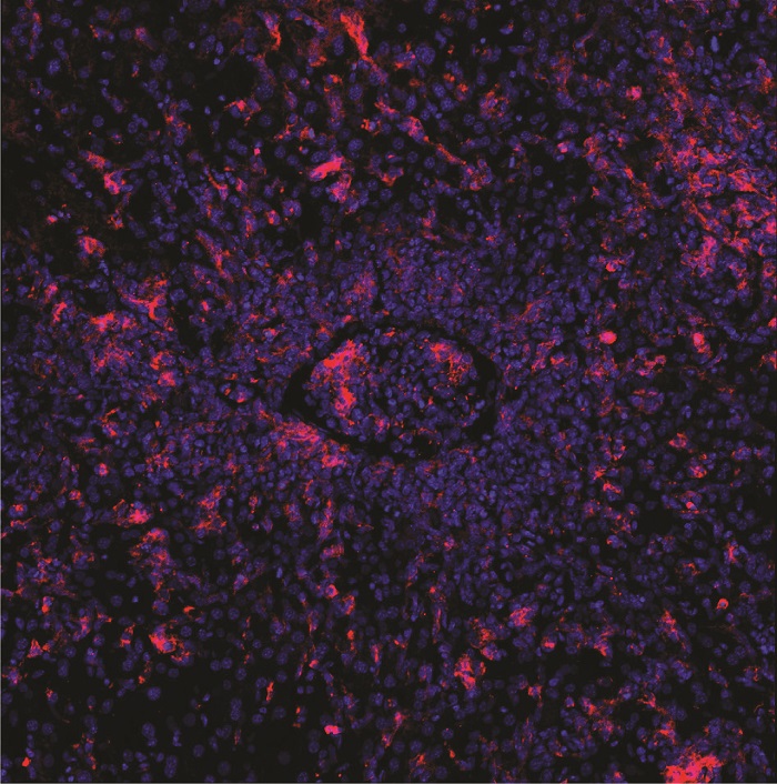 Foto: Elijah D. Lowenstein und Xun Li, AG K. Rajewsky, Max Delbrück Center