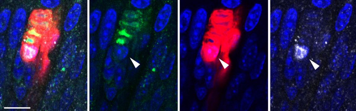 Foto: Lewin Lab, Max Delbrück Center
