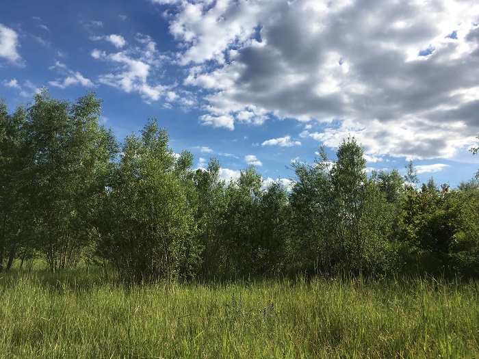 In Buch Süd sollen 650 Wohnungen gebaut werden (Foto: Campus Berlin-Buch GmbH)