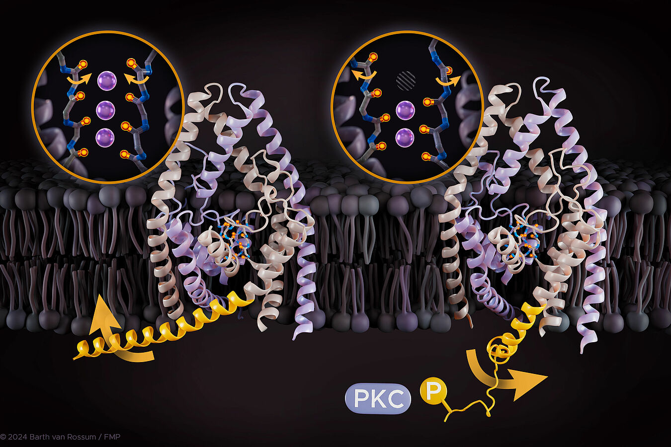 Atomistischer Mechanismus, der veranschaulicht, wie TREK-K2P-Kanäle externe Reize wahrnehmen und die Ionenleitfähigkeit regulieren. (Visualisierung: Barth van Rossum)