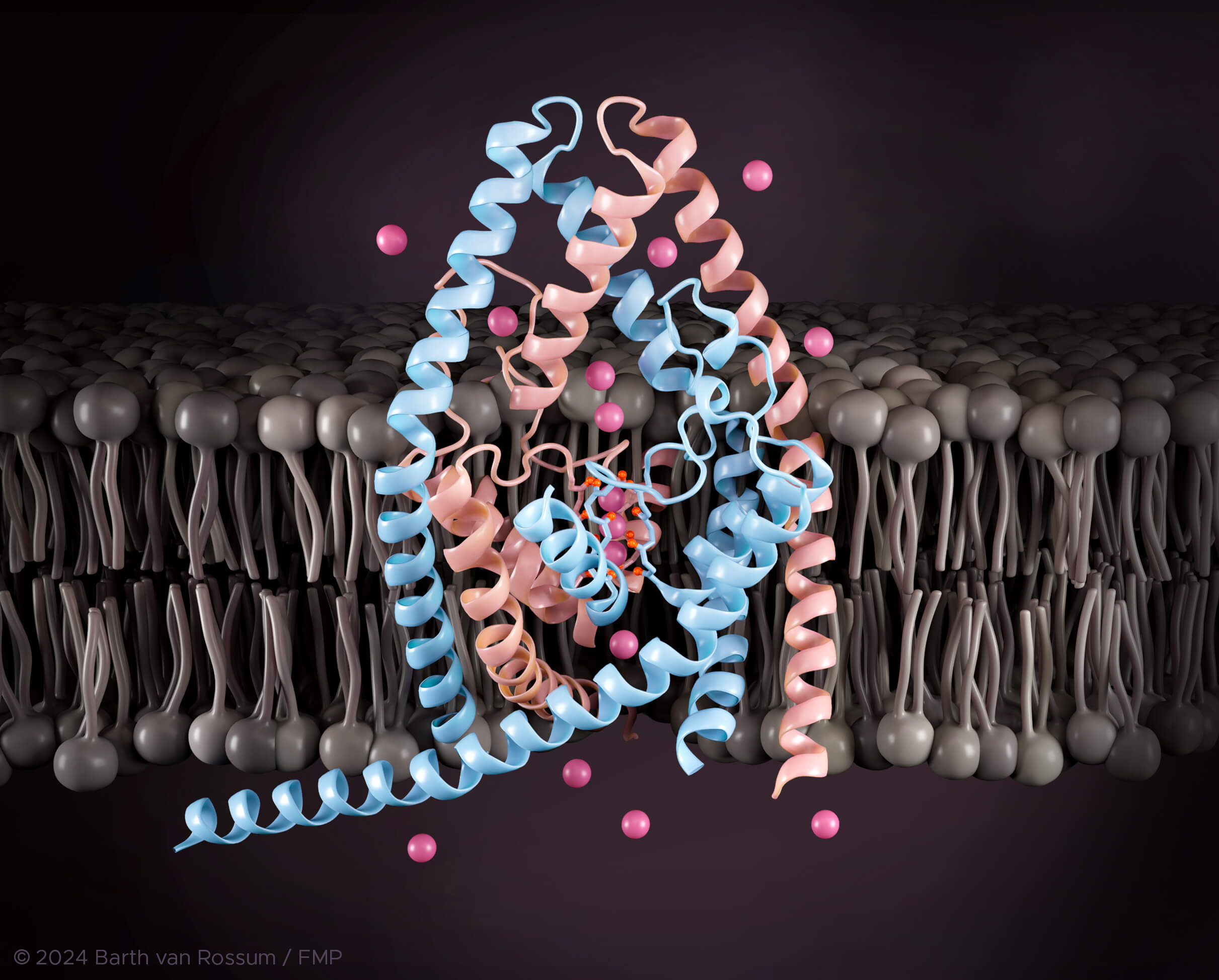 Strukturmodell eines K2P-Kanals (blau und rosa). Die dunkel-pinkfarbenen Spheren stellen Kaliumionen dar, die durch den Kanal transportiert werden. © Barth van Rossum