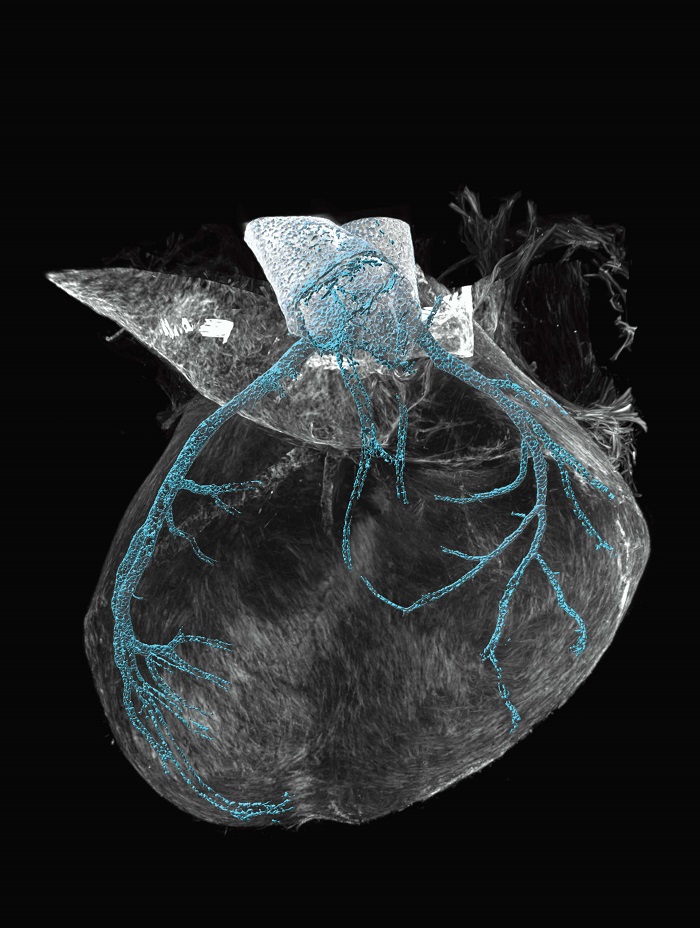 Foto: Mireia Pampols-Perez, Max Delbrück Center