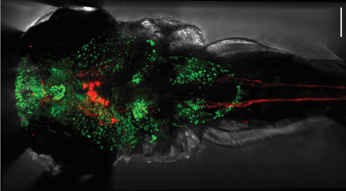 © Bhakti Zakarauskas-Seth, AG Sawamiphak, Max Delbrück Center